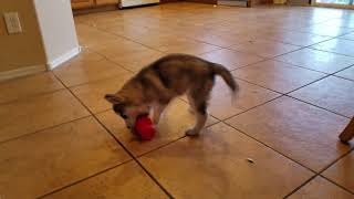 Super-Cute Siberian Husky Puppy Plays With Cup